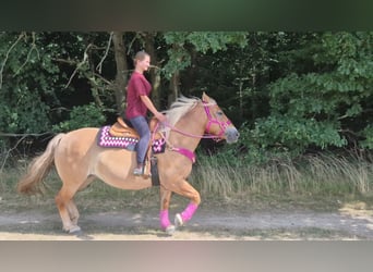 Sonstige Rassen, Stute, 6 Jahre, 155 cm, Brauner