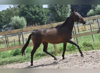Sonstige Rassen, Stute, 6 Jahre, 155 cm, Dunkelbrauner