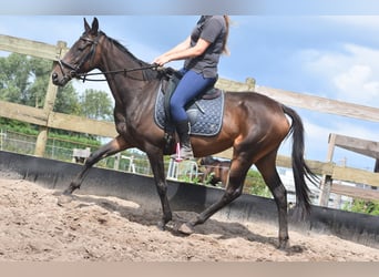Sonstige Rassen, Stute, 6 Jahre, 155 cm, Dunkelbrauner