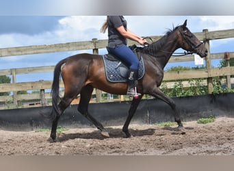 Sonstige Rassen, Stute, 6 Jahre, 155 cm, Dunkelbrauner