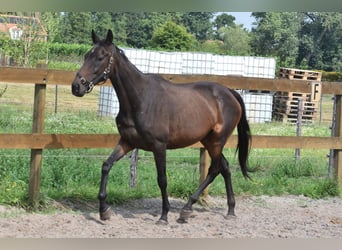 Sonstige Rassen, Stute, 6 Jahre, 155 cm, Dunkelbrauner