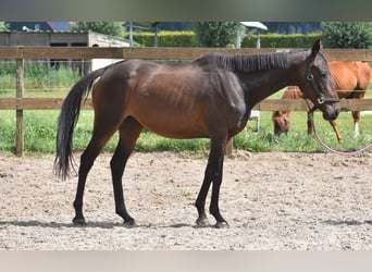 Sonstige Rassen, Stute, 6 Jahre, 155 cm, Dunkelbrauner