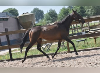 Sonstige Rassen, Stute, 6 Jahre, 155 cm, Dunkelbrauner