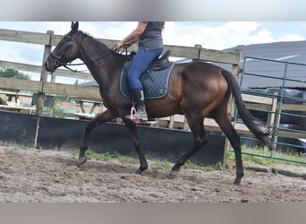 Sonstige Rassen, Stute, 6 Jahre, 155 cm, Dunkelbrauner
