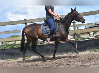 Sonstige Rassen, Stute, 6 Jahre, 155 cm, Dunkelbrauner