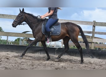 Sonstige Rassen, Stute, 6 Jahre, 155 cm, Dunkelbrauner