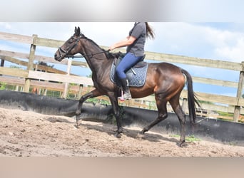 Sonstige Rassen, Stute, 6 Jahre, 155 cm, Dunkelbrauner