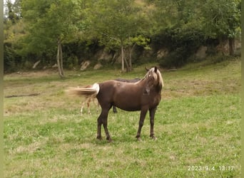 Sonstige Rassen, Stute, 6 Jahre, 155 cm, Palomino