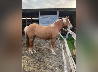 Sonstige Rassen, Stute, 6 Jahre, 155 cm, Palomino