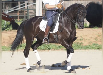 Sonstige Rassen, Stute, 6 Jahre, 158 cm, Rappe