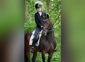 Sonstige Rassen, Stute, 6 Jahre, 160 cm, Dunkelbrauner