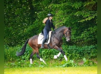 Sonstige Rassen, Stute, 6 Jahre, 160 cm, Dunkelbrauner