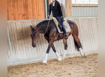 Sonstige Rassen, Stute, 6 Jahre, 160 cm, Dunkelbrauner