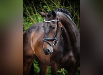 Sonstige Rassen, Stute, 6 Jahre, 160 cm, Dunkelbrauner