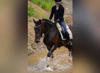 Sonstige Rassen, Stute, 6 Jahre, 160 cm, Dunkelbrauner