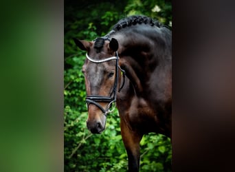 Sonstige Rassen, Stute, 6 Jahre, 160 cm, Dunkelbrauner