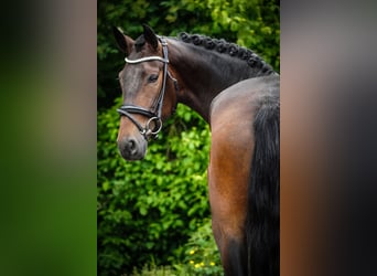 Sonstige Rassen, Stute, 6 Jahre, 160 cm, Dunkelbrauner
