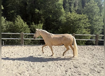 Sonstige Rassen, Stute, 6 Jahre, 160 cm, Pearl