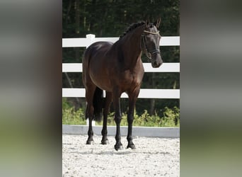 Sonstige Rassen, Stute, 6 Jahre, 160 cm, Rappe