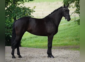 Sonstige Rassen, Stute, 6 Jahre, 160 cm, Rappe