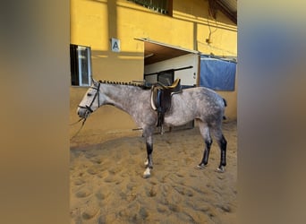 Sonstige Rassen, Stute, 6 Jahre, 160 cm, Schimmel
