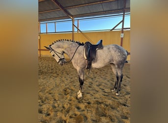 Sonstige Rassen, Stute, 6 Jahre, 160 cm, Schimmel