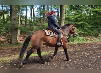 Sonstige Rassen, Stute, 6 Jahre, 162 cm, Brauner