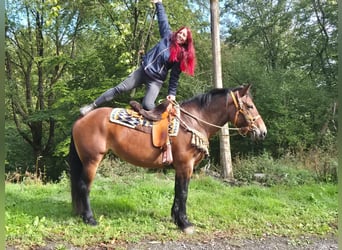 Sonstige Rassen, Stute, 6 Jahre, 162 cm, Brauner