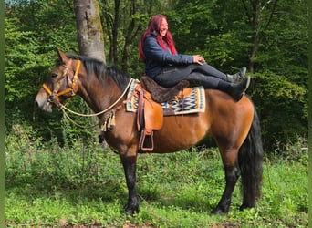 Sonstige Rassen, Stute, 6 Jahre, 162 cm, Brauner