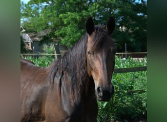 Sonstige Rassen, Stute, 6 Jahre, 164 cm, Dunkelbrauner