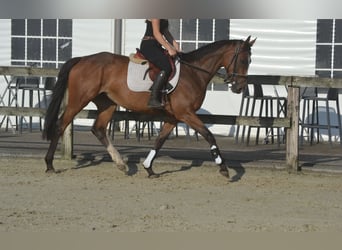 Sonstige Rassen, Stute, 6 Jahre, 165 cm, Brauner