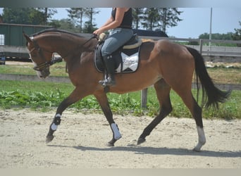 Sonstige Rassen, Stute, 6 Jahre, 165 cm, Brauner