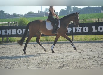 Sonstige Rassen, Stute, 6 Jahre, 165 cm, Brauner
