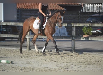 Sonstige Rassen, Stute, 6 Jahre, 165 cm, Brauner