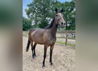 Sonstige Rassen, Stute, 6 Jahre, 165 cm, Brauner