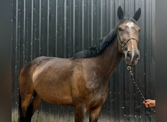 Sonstige Rassen, Stute, 6 Jahre, 165 cm, Brauner