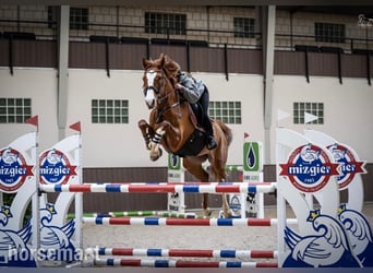 Sonstige Rassen, Stute, 6 Jahre, 168 cm, Dunkelfuchs