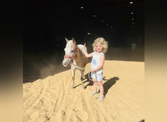 Sonstige Rassen, Stute, 6 Jahre, 91 cm, Roan-Red