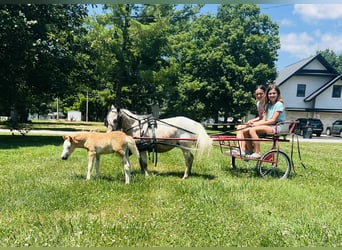 Sonstige Rassen, Stute, 6 Jahre, 91 cm, Roan-Red