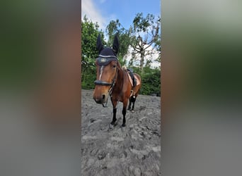 Sonstige Rassen, Stute, 6 Jahre, Brauner