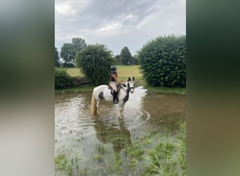 Sonstige Rassen, Stute, 7 Jahre, 140 cm, Schecke