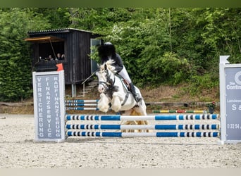 Sonstige Rassen, Stute, 7 Jahre, 140 cm, Schecke