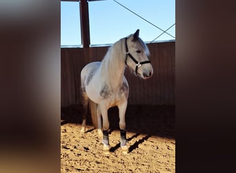 Sonstige Rassen Mix, Stute, 7 Jahre, 145 cm, Schecke