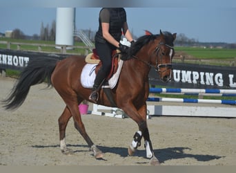 Sonstige Rassen, Stute, 7 Jahre, 146 cm, Brauner