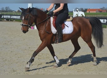 Sonstige Rassen, Stute, 7 Jahre, 146 cm, Brauner