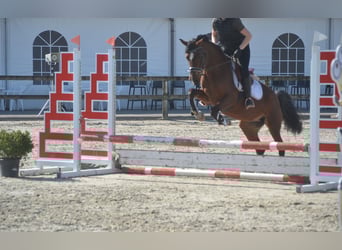 Sonstige Rassen, Stute, 7 Jahre, 146 cm, Brauner