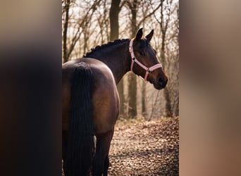 Sonstige Rassen, Stute, 7 Jahre, 146 cm, Brauner