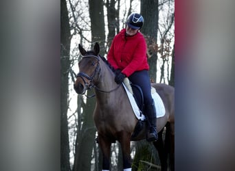 Sonstige Rassen, Stute, 7 Jahre, 146 cm, Brauner