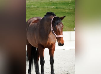 Sonstige Rassen, Stute, 7 Jahre, 146 cm, Brauner