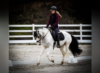 Sonstige Rassen, Stute, 7 Jahre, 146 cm, Schecke